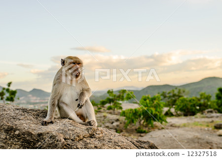 图库照片: monkey on hill,thailand.