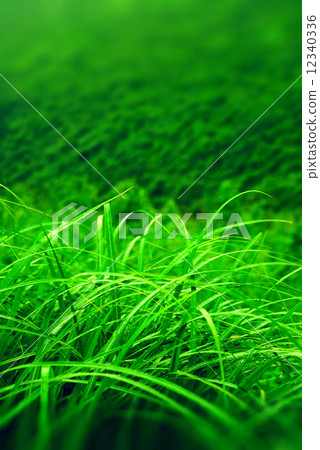 grasslands, weed, meadow