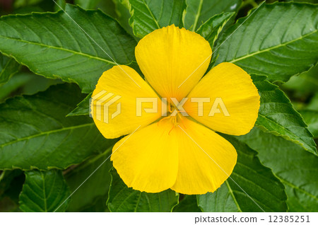 图库照片 yellow flower