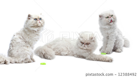 图库照片: three white persian cats