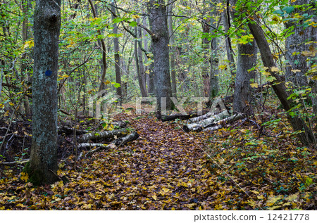 图库照片: walking trail in fall colors