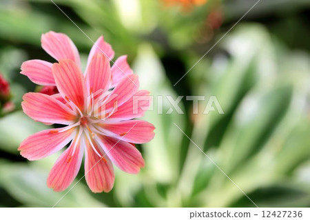 花朵 露薇花 开花