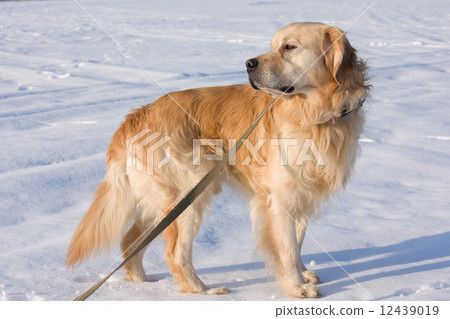 图库照片: golden retriever dog in show