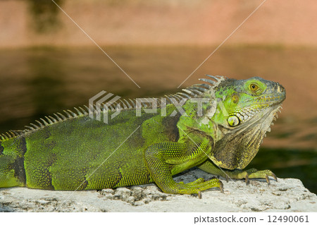 图库照片: green iguana