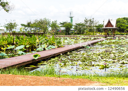 图库照片: thailand pavilion beside a lotus pond