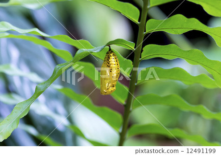 虫茧 蛹 大白斑蝶