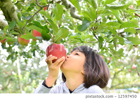 儿童 年轻的女孩 摘苹果