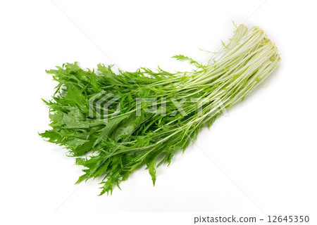 图库照片: 叶菜类 绿叶菜 楔铁图片