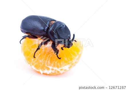 图库照片: overturn pose of coconut rhinoceros beetle