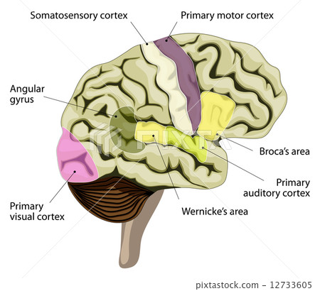 插图素材: the human brain.