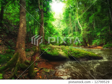 图库照片: tropical rainforest landscape with flowing river