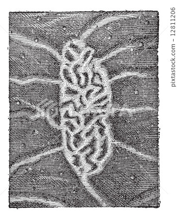 6. intestine, peyer"s patches or aggregated lymphoid nodule