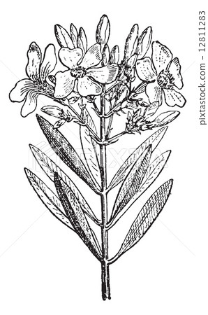 插图素材: oleander or nerium oleander, vintage engraving 查看
