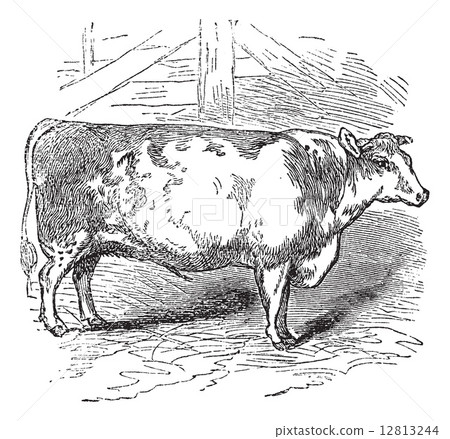 图库插图: beef shorthorn, cattle, durham, england, vintage