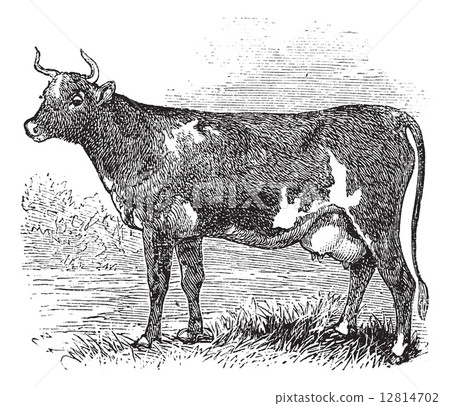 插图素材: ayrshire or cunningham, cattle, vintage engraving.