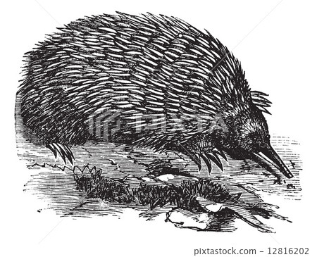 插图素材: echidna or spiny anteater or zaglossus sp.
