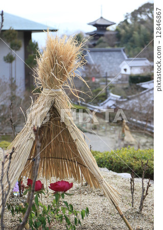 植物_花 花 冬青 照片 泰玛 首页 照片 植物_花 花 冬青 泰玛*pixta