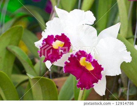 图库照片: cattleya orchid.