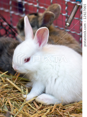 图库照片: young white rabbit.