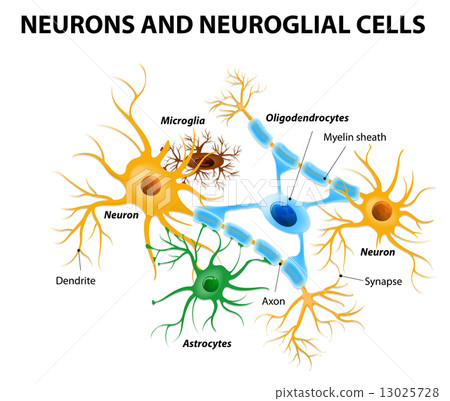 插图素材: glial cells in the brain