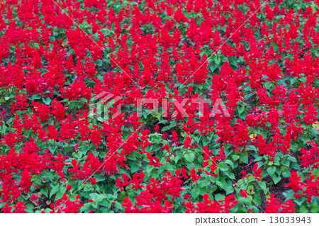 照片素材(图片): red flower in the garden