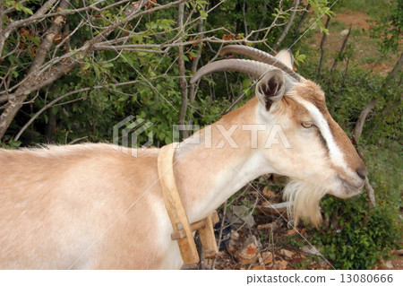 图库照片: billy goat