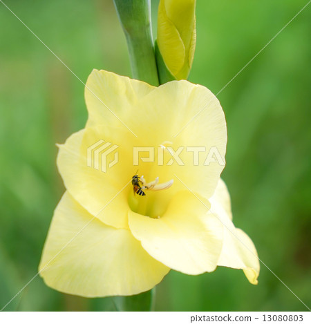 图库照片 yellow flower