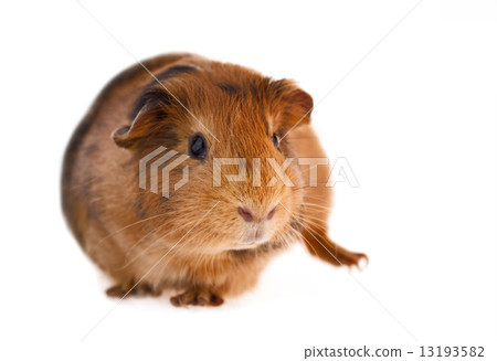 图库照片: red guinea pig