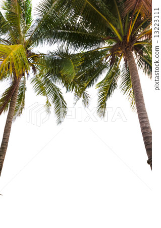 图库照片: coconut tree