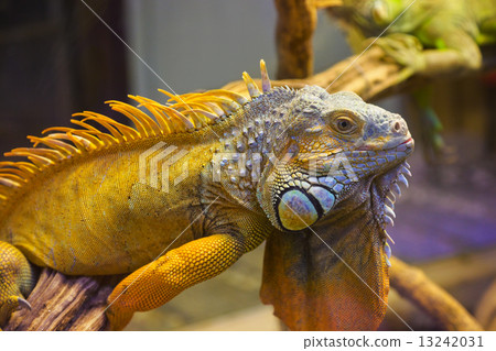 图库照片: big iguana lizard in terrarium