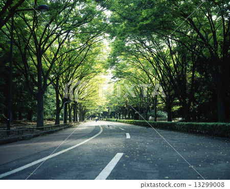 图库照片 驹泽公园 大道 林荫路