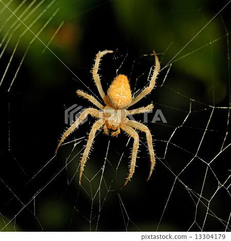 图库照片: dangerous spider web background at night