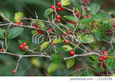 照片 红莓 常青灌木 茜草科 首页 照片 植物_花 观叶植物 红莓 常青