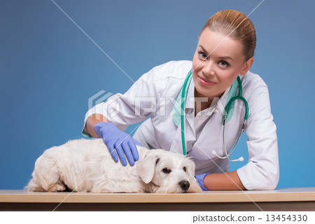 图库照片: vet and a cute dog looking at camera