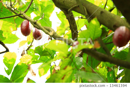 图库照片: cacao fruit grow on tree