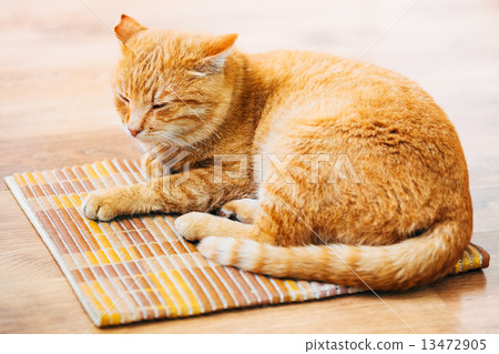 图库照片: peaceful orange red tabby cat male kitten sleeping in