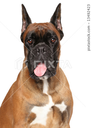 图库照片: boxer dog on white background