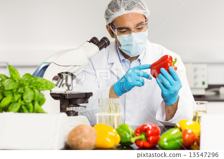 图库照片: food scientist examining a pepper