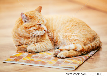 图库照片: peaceful orange red tabby cat male kitten sleeping in