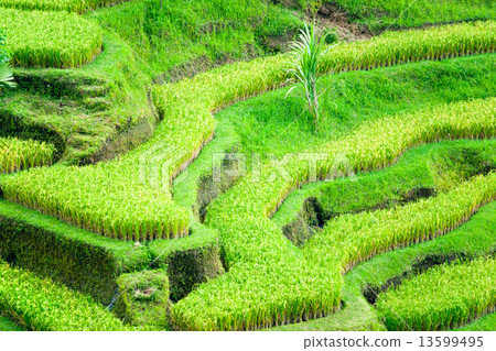 图库照片: amazing rice terrace field, ubud, bali, indonesia.