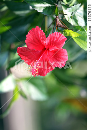 图库照片: red hibiscus flower.