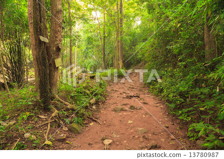 图库照片: walk path in the forest