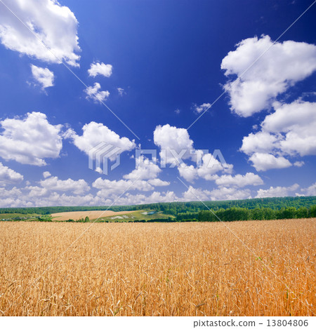 图库照片: wheat field