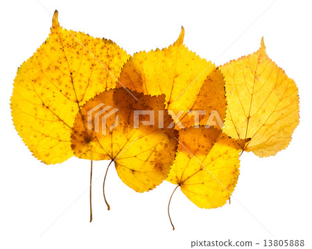 图库照片: linden yellow leaves isolated