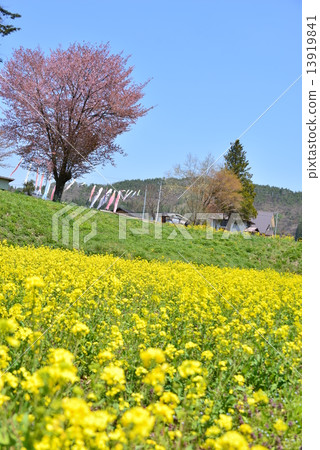 风景/自然 季节 春 照片 春天 春 油菜花 首页 照片 风景/自然 季节