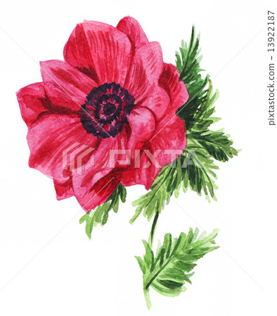 图库插图: 银莲花 水彩画 花朵