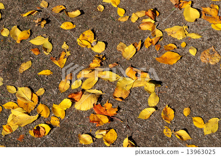 图库照片: dry yellow leaves on the ground