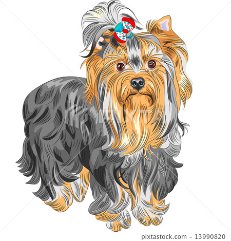 图库插图: vector cute pedigreed dog yorkshire terrier