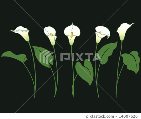 插图素材: bunches of calla lily