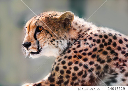 图库照片: portrait of a wild cheetah